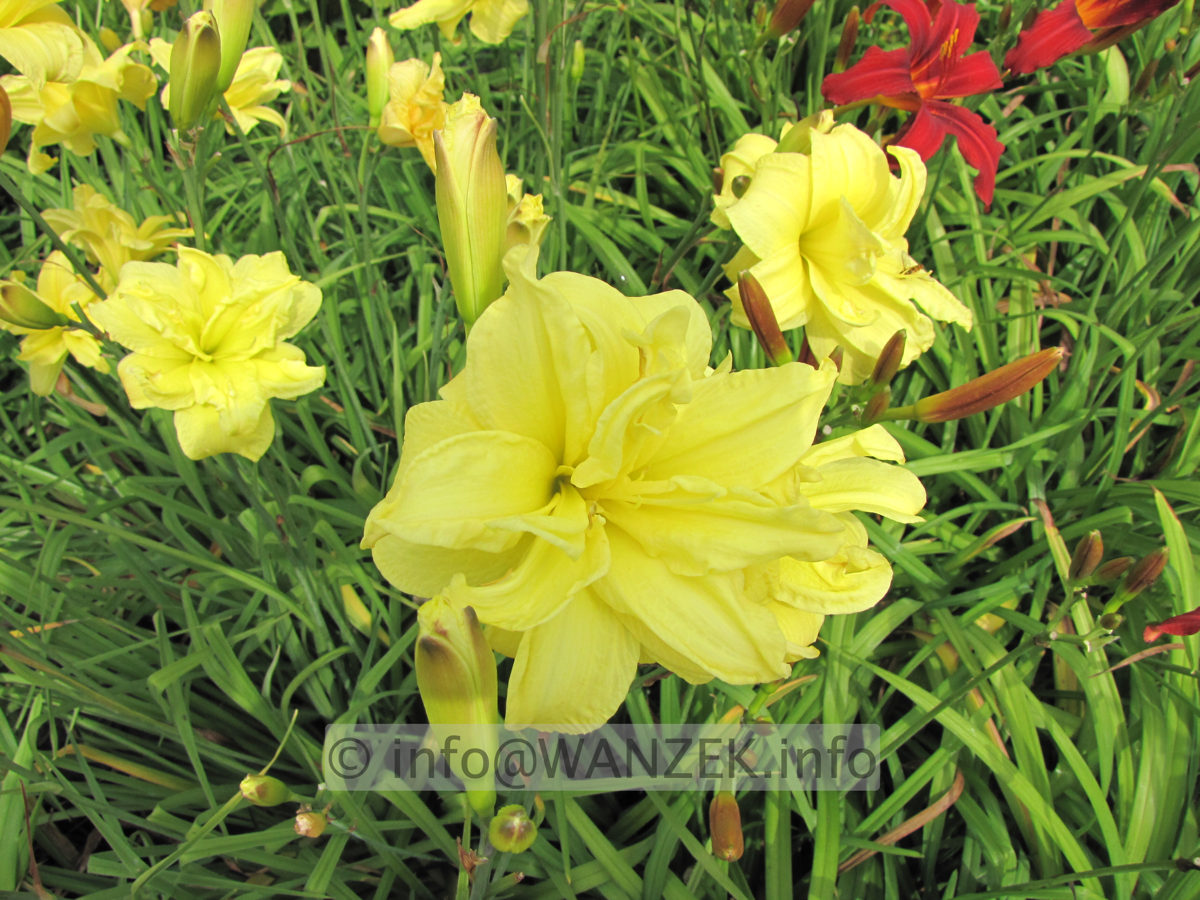 Hemerocallis Double River Wye 3.JPG